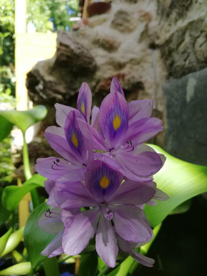 Mayan Bungalow Near Chichen エクステリア 写真